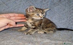 Ragdoll cats for sale: Ragdoll cross - Image 10