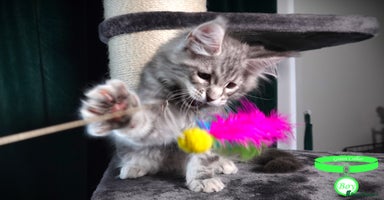 Maine Coon cats - Advert 7