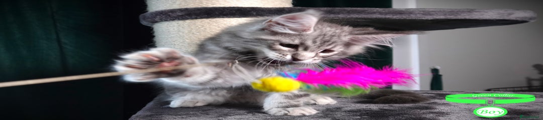 Maine Coon Kitten Green