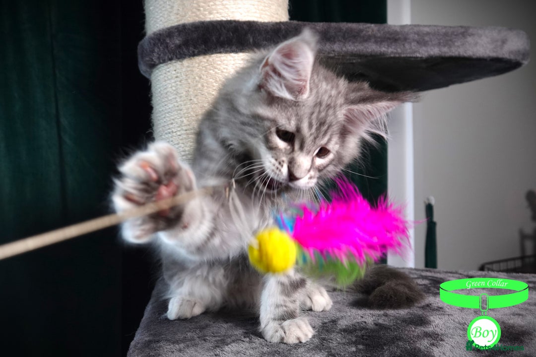 Maine Coon cats for sale: STUNNING XL PEDIGREE MAINE COON KITTENS  - Image 3