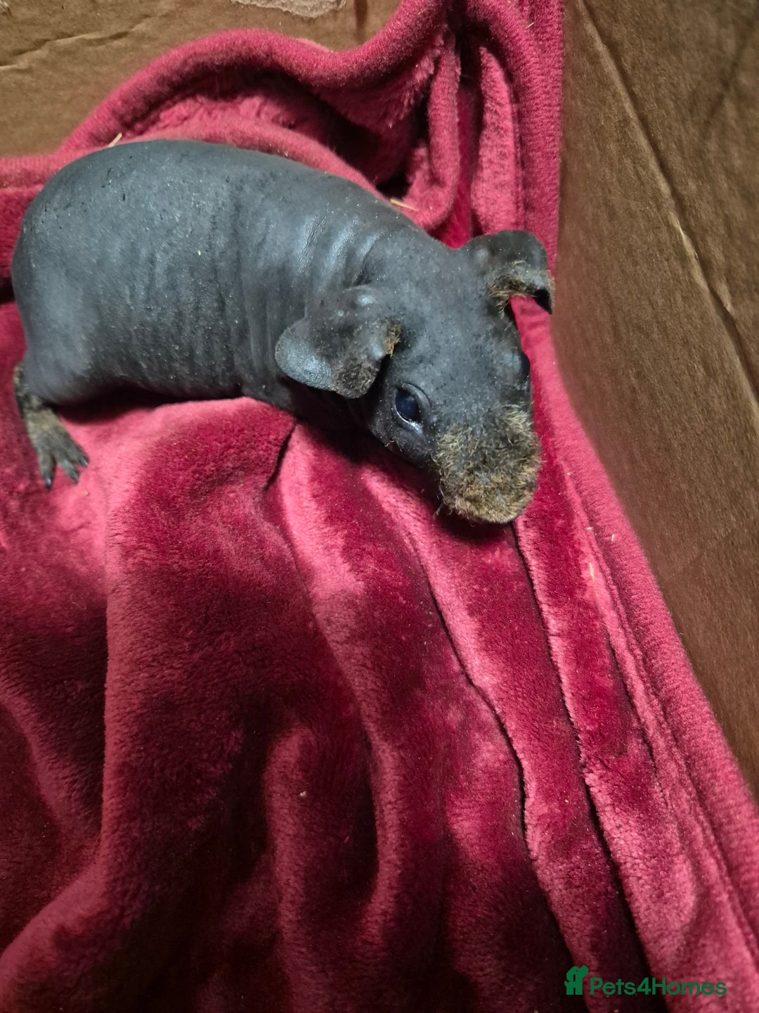 Guinea Pig rodents for sale: Baby Male Skinny Pigs For Sale  - Advert 6