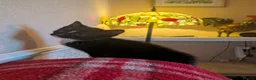 Mixed Breed cats for sale: Kittens for sale  in Stoke-on-Trent - Advert 4