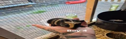 Guinea Pig rodents for sale: Mixed litter of Guinea pigs - Advert 22
