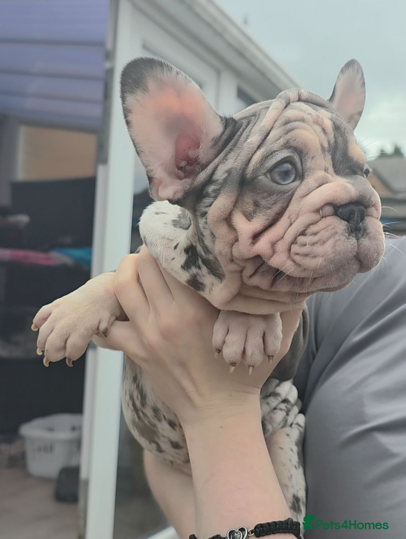 French Bulldog dogs  French Bulldog Pups ready to leave  - Advert 2