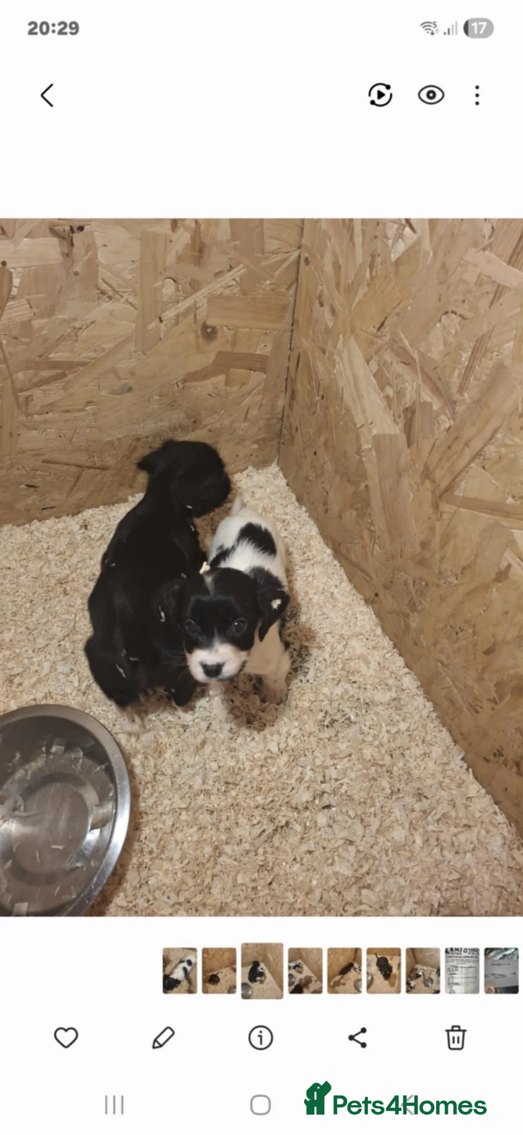 Cocker Spaniel dogs for sale: Girl and Boys cocker spaniels - Advert 7