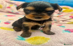 Yorkshire Terrier dogs for sale: original breed yorkshire terrier  - Image 13