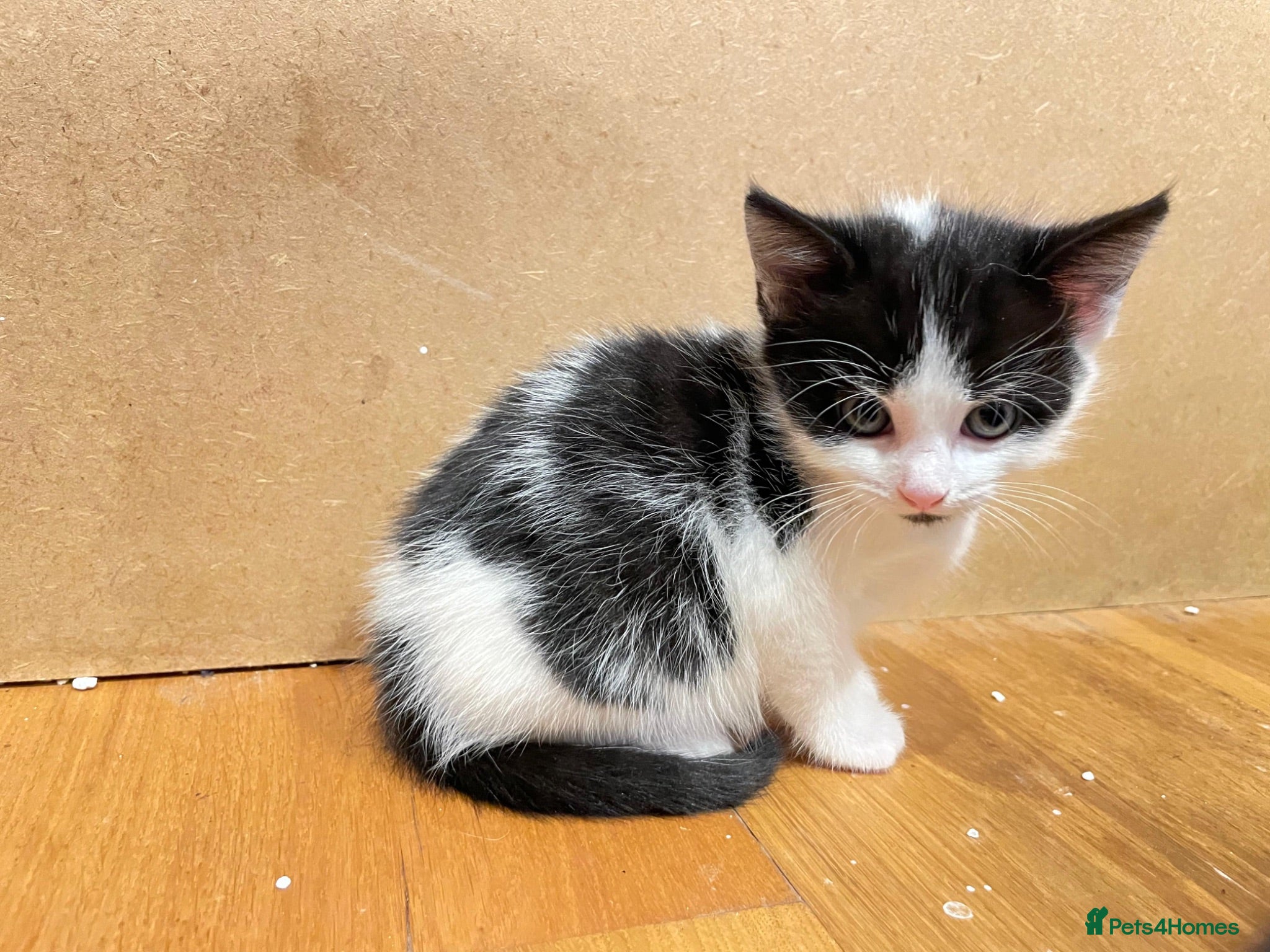 Mixed Breed cats Gorgeous litter of kittens - Advert 8
