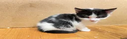 Mixed Breed cats for sale: Gorgeous litter of kittens in Ilminster - Advert 5