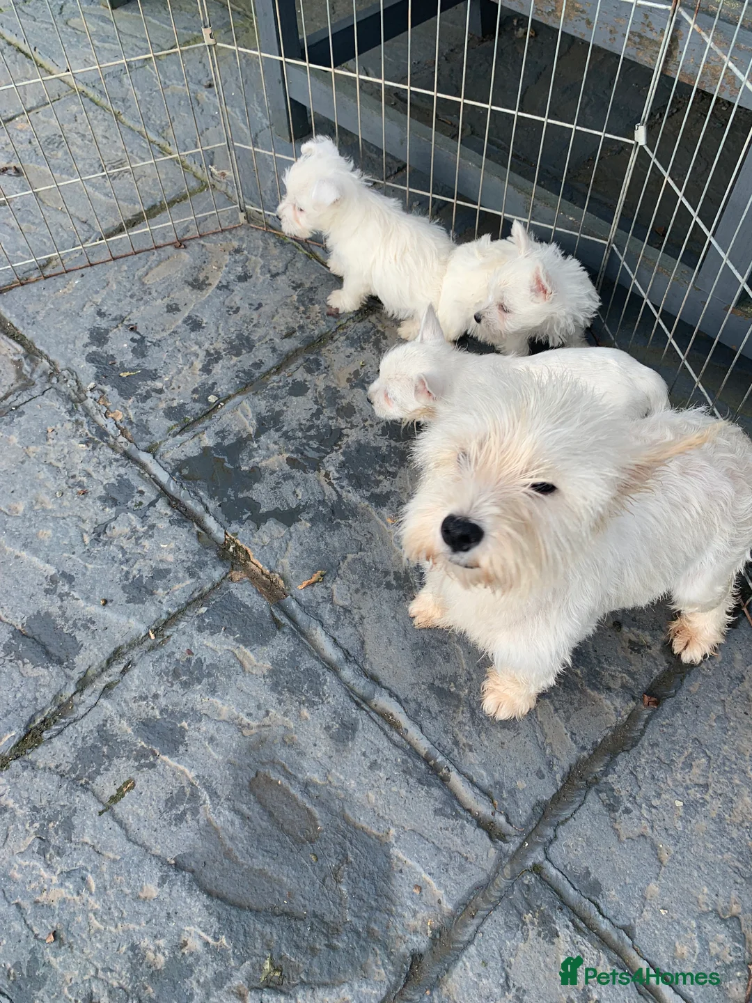West Highland Terrier dogs for sale: West highland terrier  - Advert 2