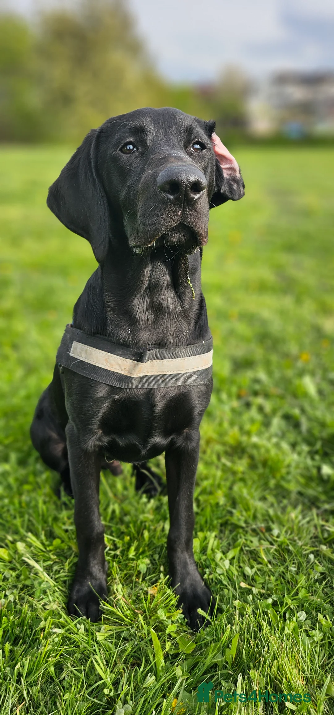 Labrador Retriever dogs for stud: Handsome black labrador for stud - Advert 7