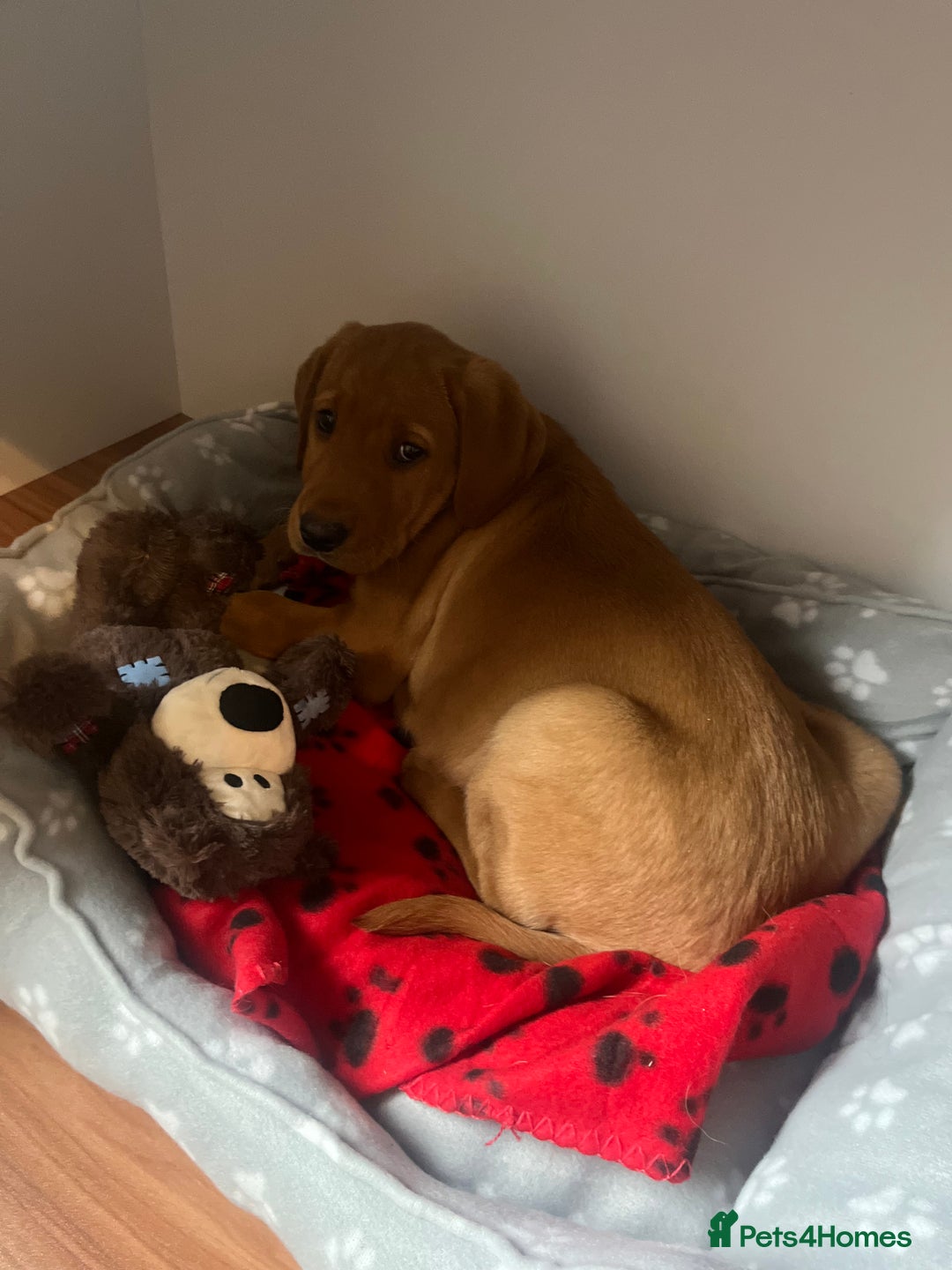 Labrador Retriever dogs for sale: Gorgeous KC reg pedigree red lab puppy  - Advert 7