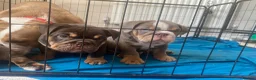 English Bulldog dogs for sale: Standard British Bulldogs 🦍🇬🇧👑 - Advert 26