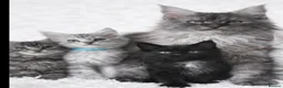 Maine Coon cats for sale: Stunning kittens - Advert 9