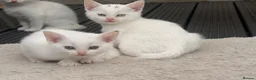 Turkish Angora cats for sale: Turkish angora - Advert 4