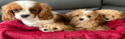 Cavapoo dogs for sale: Beautiful cavapoos ready now - Advert 2