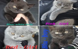 British Shorthair cats for sale: Beautiful BSH kittens in West London - Image 1
