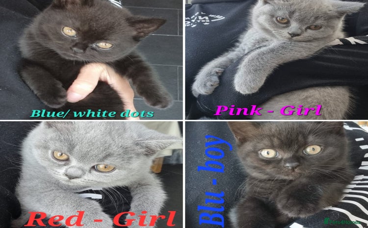 British Shorthair cats - Advert 9