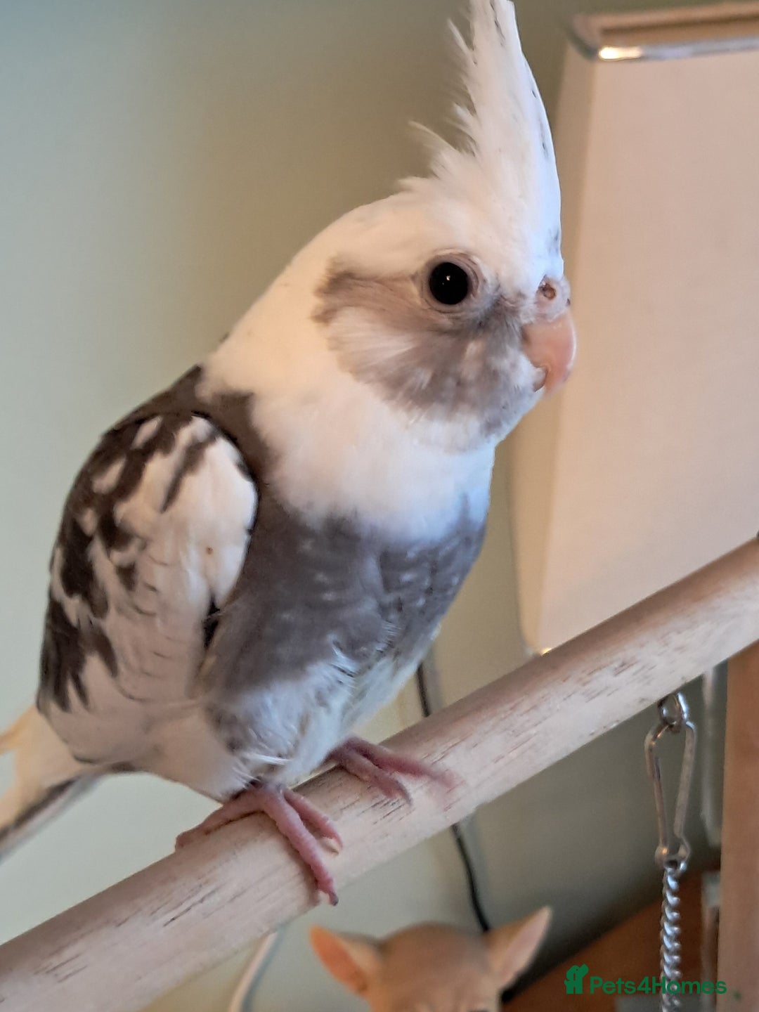 Cockatiels birds for sale: Hand reared baby cocktails very tame and ready  - Image 3