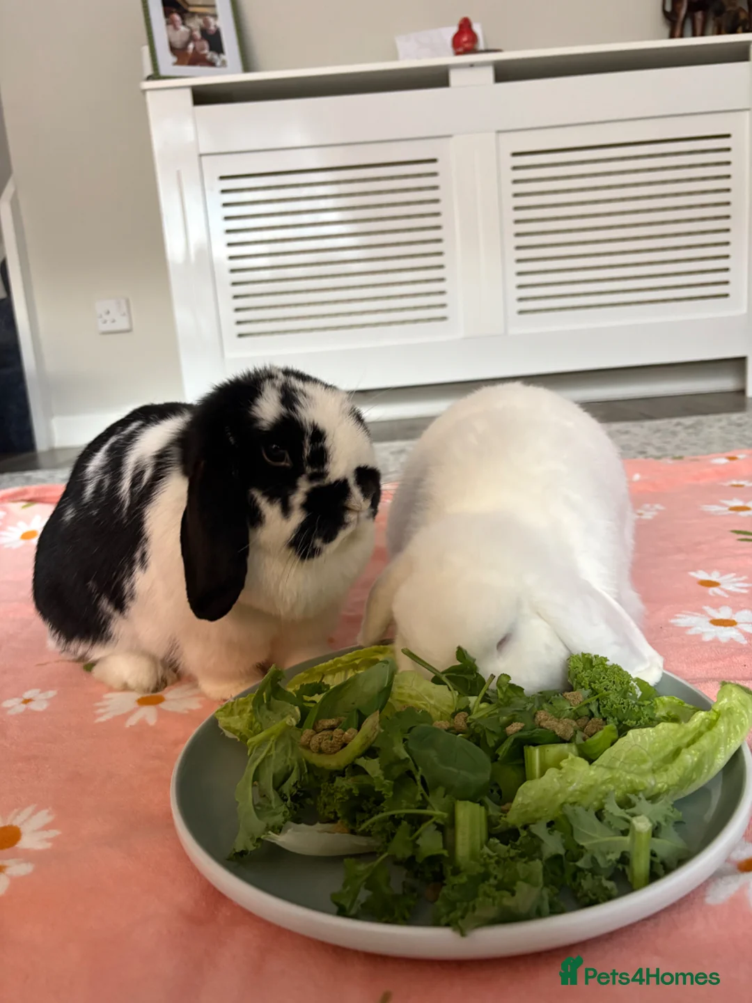Mini Lop rabbits for sale: Two Female Mini Lops - Advert 2