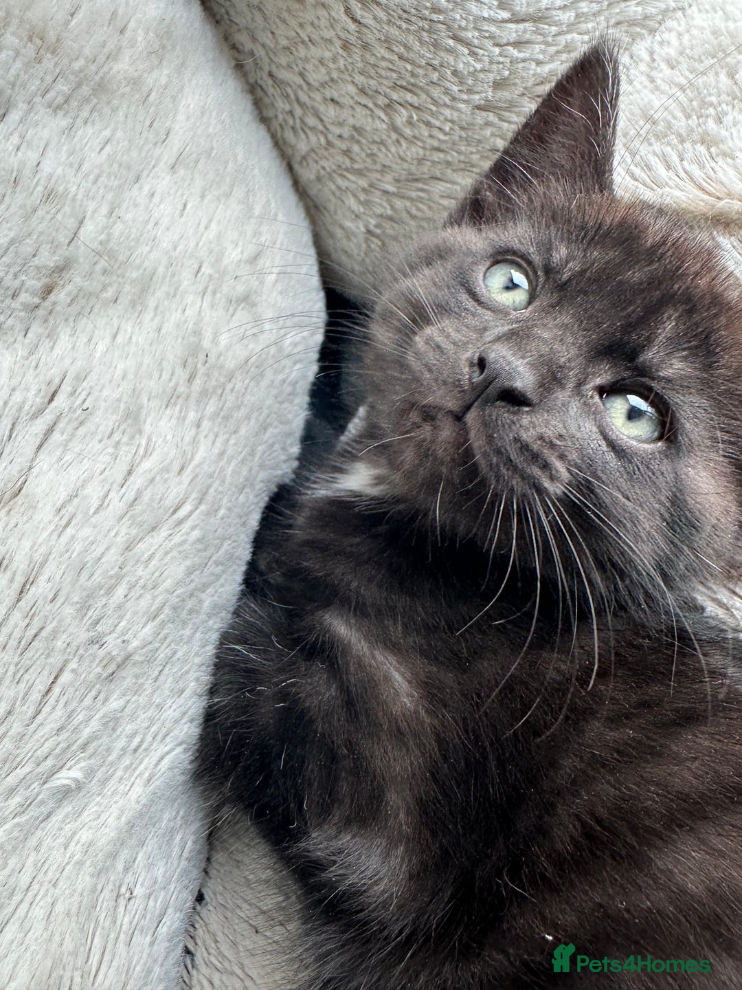 Domestic Shorthair cats for sale: 2 Remaining- Ready to go - Adorable kittens - Image 14