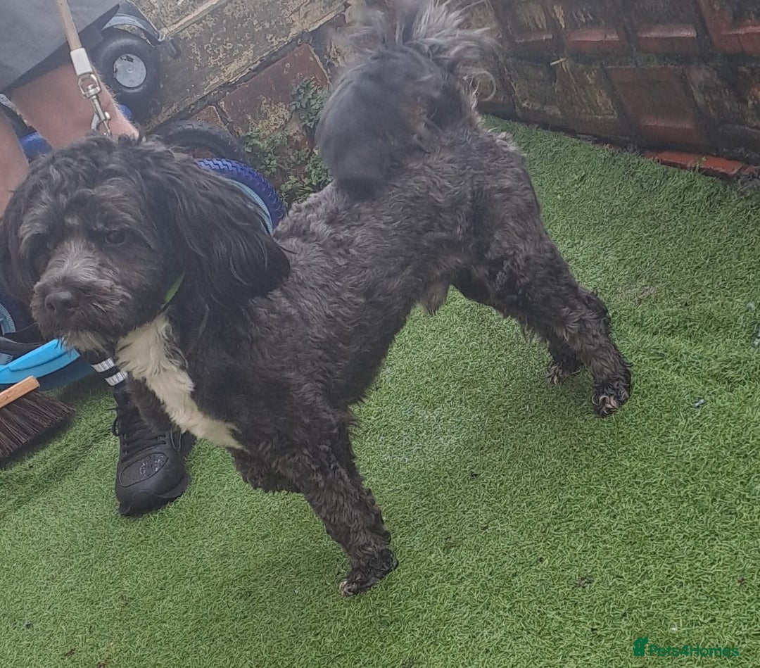 Lhasapoo dogs for sale: Beautiful lhasapoo boy  - Advert 4