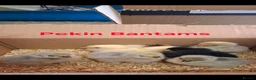 Chickens poultry for sale: Day old chicks, usa silkie, polish, pekin bantams - Advert 5