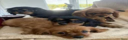 Cavalier King Charles Spaniel dogs for sale: HEALTH CHECKED DNA TESTED READY in Rochdale - Advert 1