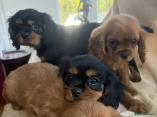 Cavalier King Charles Spaniel dogs HEALTH CHECKED DNA TESTED READY - Advert 1