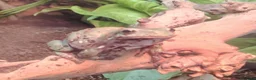 Frog reptiles for sale: Tropical white tree frogs  - Advert 1