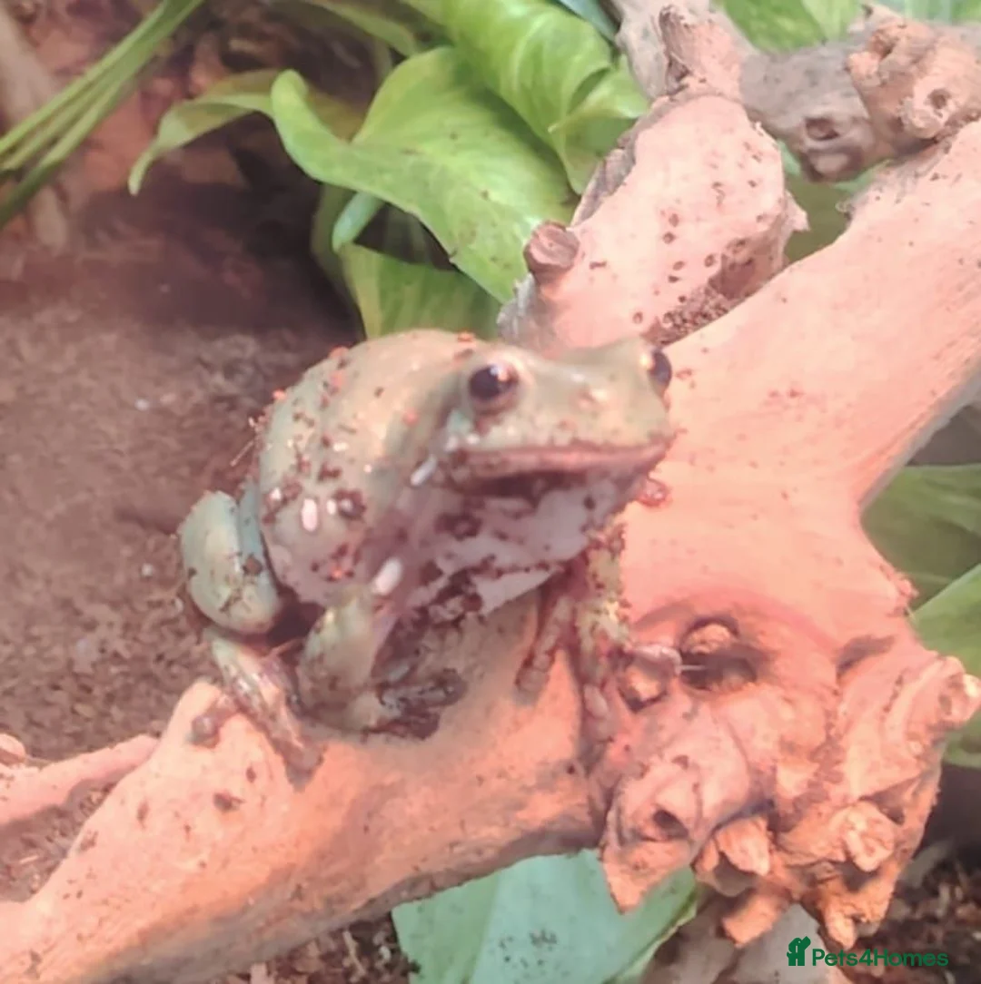 Frog reptiles for sale: Tropical white tree frogs  - Advert 1