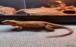 Bearded Dragon reptiles for sale: Bearded Dragon + Large Vivarium & Full Setup - Image 1