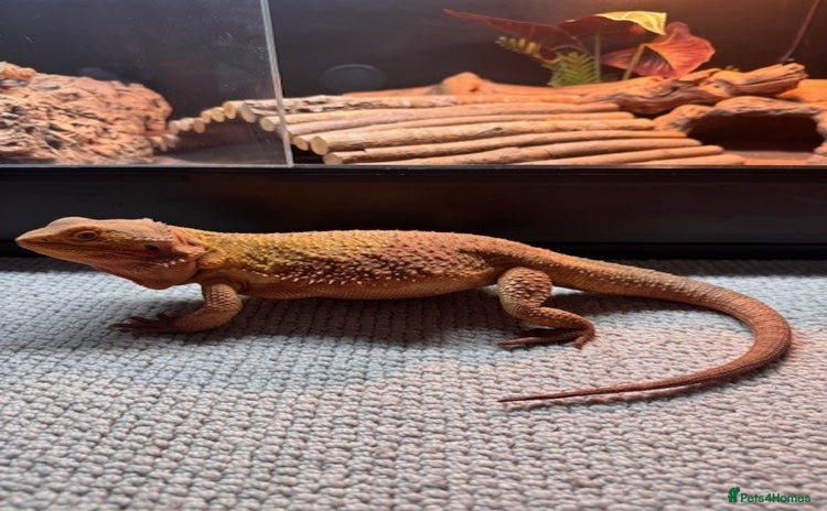 Bearded Dragon reptiles - Advert 1