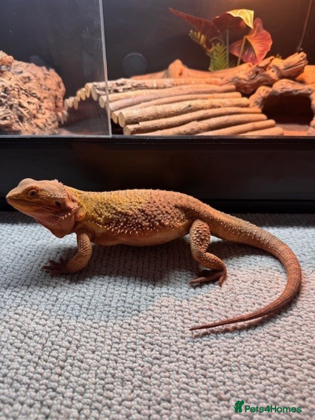 Bearded Dragon reptiles for sale: Bearded Dragon + Large Vivarium & Full Setup - Image 1