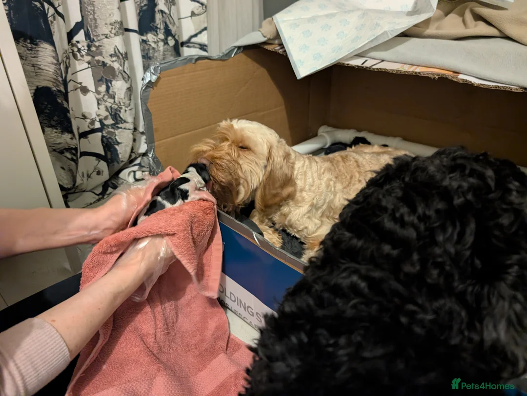 Cockapoo dogs for sale: Reserved - Beautiful Chocolate Cockapoo Pup - Advert 13