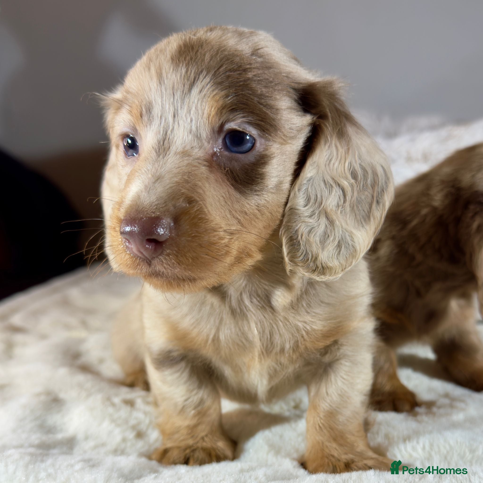 Miniature Dachshund dogs Long Haired Miniature Dachshund Puppies for Sale - Advert 14