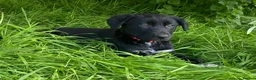 Huntaway dogs for sale: Beautiful Huntaway X Collie Pups - Advert 2
