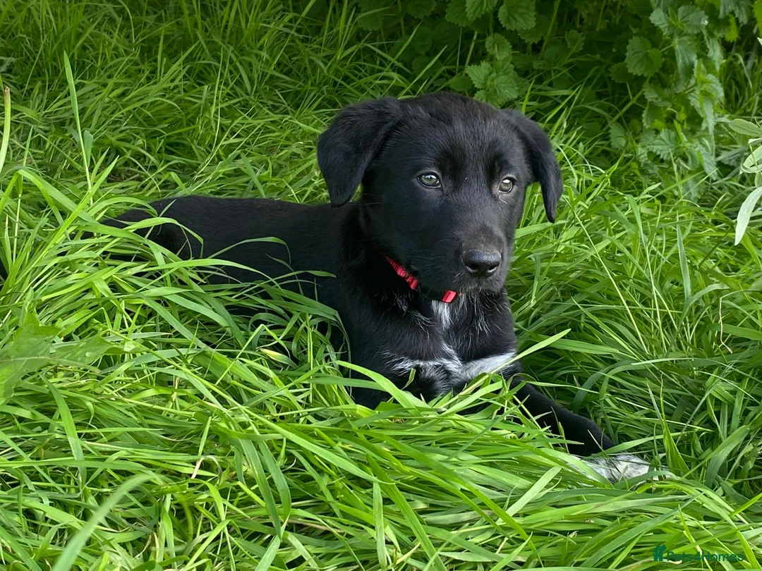 Huntaway dogs for sale: Beautiful Huntaway X Collie Pups - Advert 2