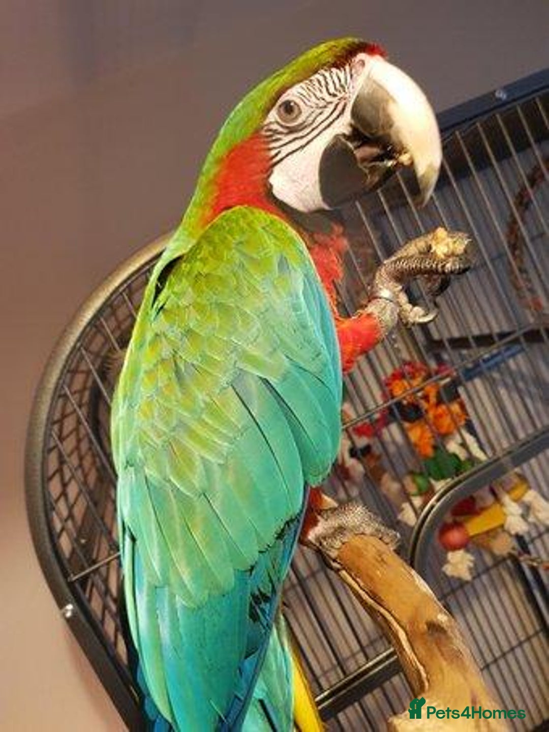 Parrots birds for sale: LOOKING TO REHOME ANY UNWANTED BIG PARROTS  - Advert 1