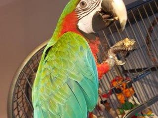 Parrots birds LOOKING TO REHOME ANY UNWANTED BIG PARROTS - Advert 12