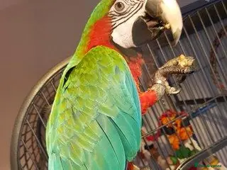 Parrots birds LOOKING TO REHOME ANY UNWANTED BIG PARROTS - Advert 8