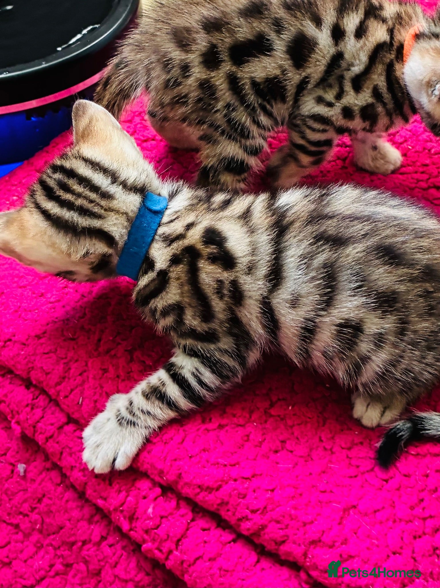 Bengal cats Stunning Bengal Kittens  - Advert 1