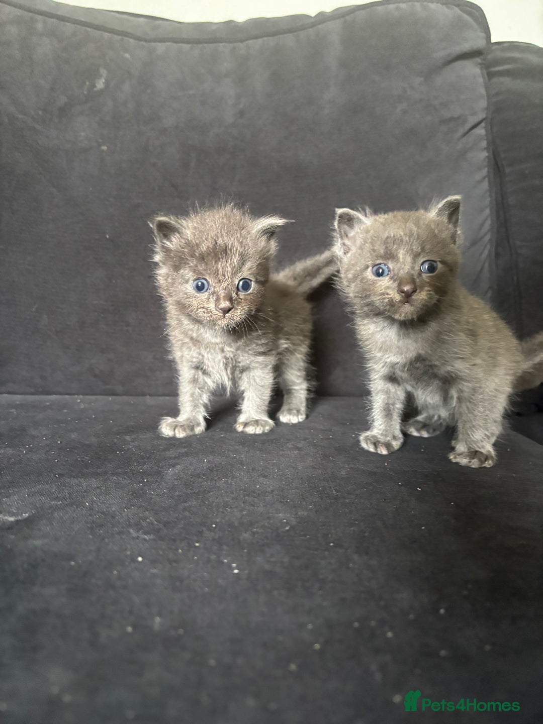 Ragdoll cats for sale: 5 Ragdoll cross babies available  - Image 8