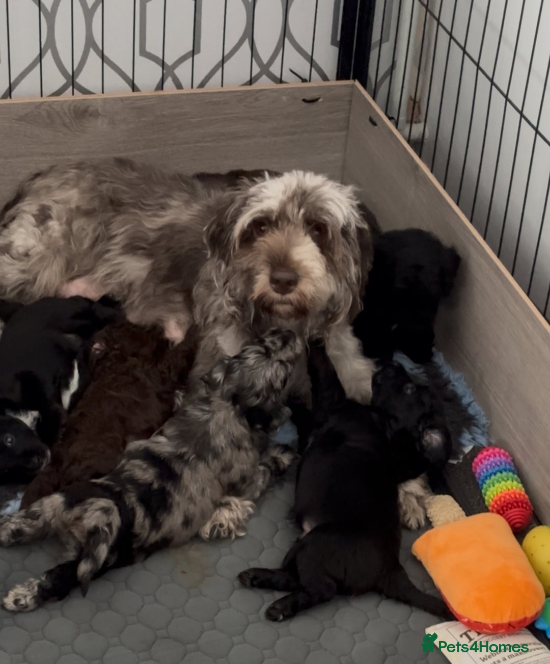Cockapoo dogs for sale: 6 Cockapoo F1B *5 weeks old* - Image 15