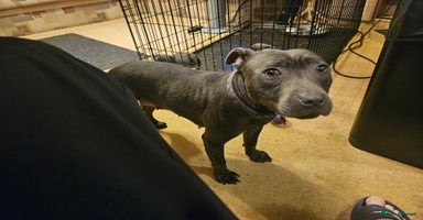 Staffordshire Bull Terrier dogs - Advert 2