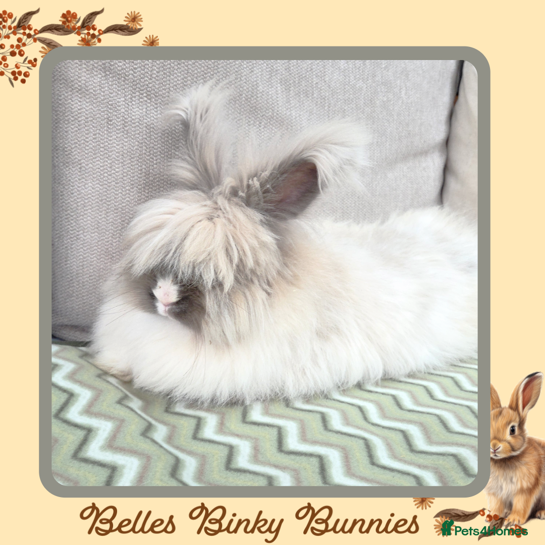 Angora rabbits for sale: 🧡 Proven Angora Doe 13mths old 🧡 - Advert 5