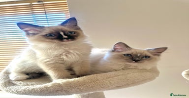 Ragdoll cats GCCF reg parents , pure breed ragdoll kittens 🤍 - Advert 7