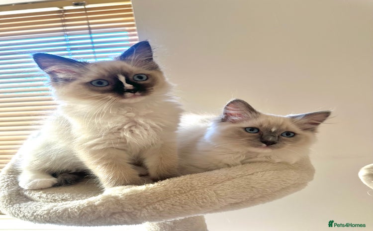 Ragdoll cats READY now, last female!! GCCF reg parents , 🤍 - Advert 14