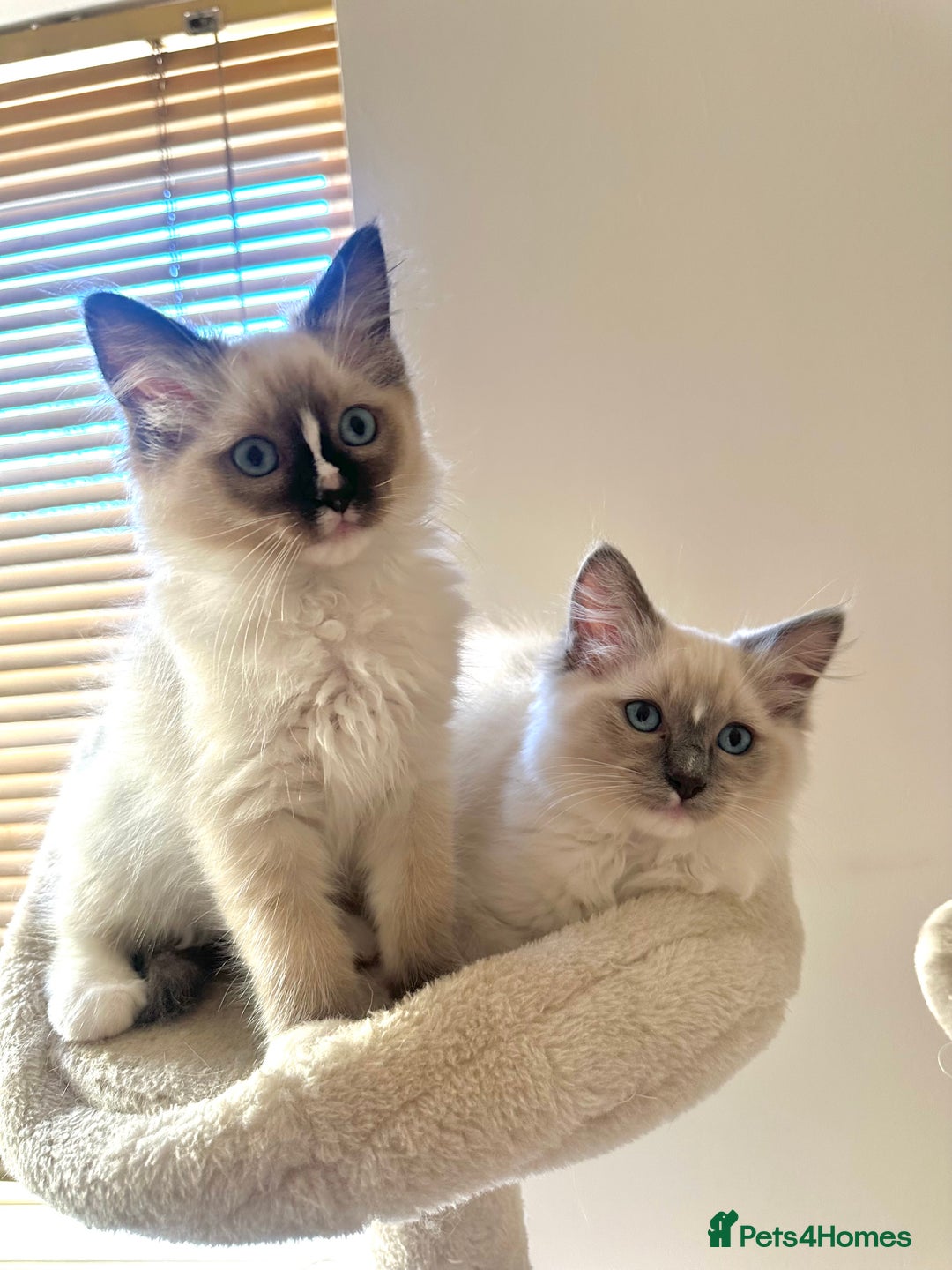 Ragdoll cats for sale: Last boy available! GCCF parents, pure ragdoll🤍 - Advert 4