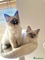 Ragdoll cats GCCF reg parents , pure breed ragdoll kittens 🤍 - Advert 7