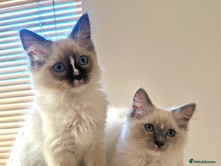 Ragdoll cats READY now, last female!! GCCF reg parents , 🤍 - Advert 17
